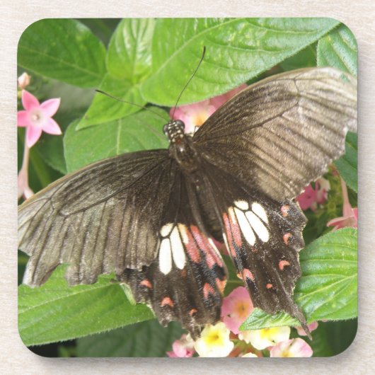 Dessous de verre de liège à queue épaisse carlet (Devant)
