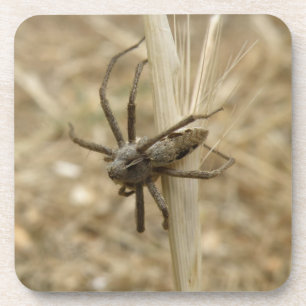 Dessous de verre de liège déplaisant CrawSpider