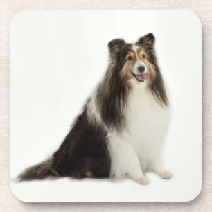 Dessous de verre de mélange et de match de Sheltie