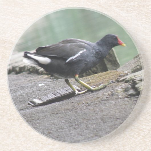 Dessous de verre de Moorhen (Devant)