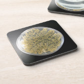 Dessous de verre de plaques de culture bactérienne (Côté gauche)