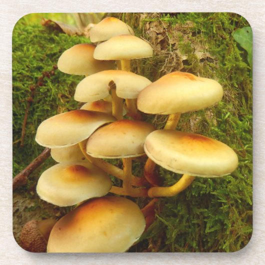 Dessous de verre de plastique de champignon de (Devant)