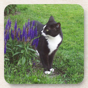 Dessous de verre de Tuxedo