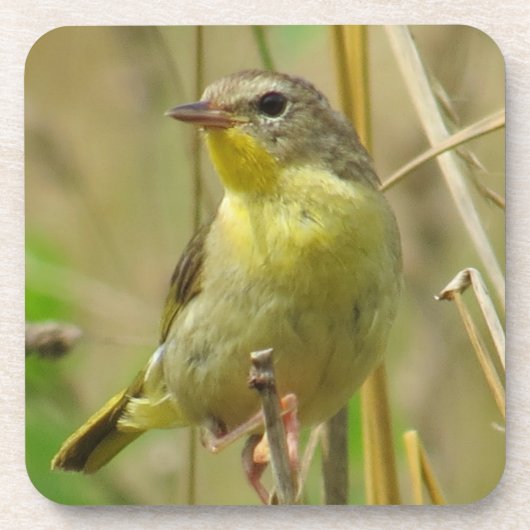 Dessous de verre de Yellowthroat commun (Devant)