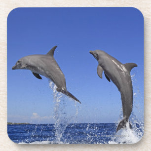Dessous-de-verre Delfin, Delphin, Tuemmler plus brut, Tursiops 3