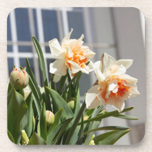 Dessous-de-verre Délicat mignon daffodils printemps