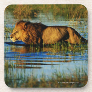 Dessous-de-verre Delta d'Okavango, Botswana 3
