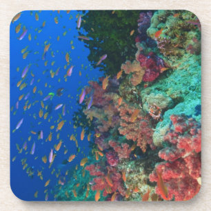 Dessous-de-verre Demoiselles Pseudanthias (Pseudanthias