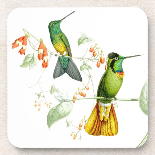 Dessous de verre des colibris de Goulds (Devant)