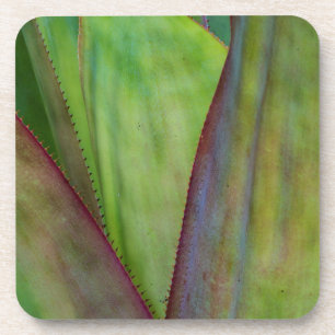 Dessous-de-verre Détail de la plante d'Agave