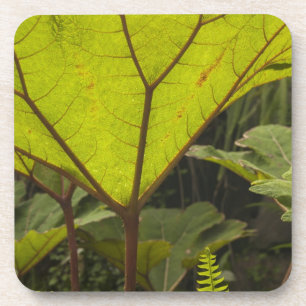 Dessous-de-verre Détail de plante dans un jardin botanique, Équateu