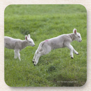 Dessous-de-verre Deux agneaux