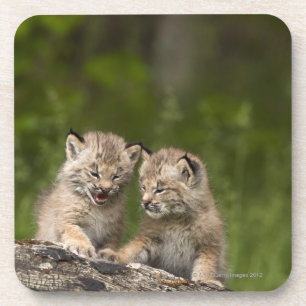 Dessous-de-verre Deux chatons de Canada Lynx (Lynx Canadensis)