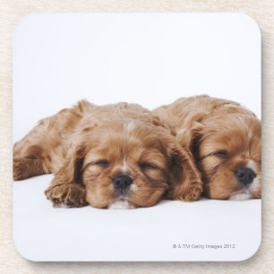 Dessous-de-verre Deux chiots cavaliers d'épagneul du Roi Charles