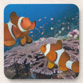 Dessous-de-verre Deux Clownfish (Devant)