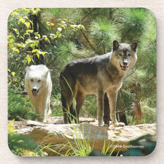 Dessous-de-verre Deux loups gris dans la forêt (Devant)