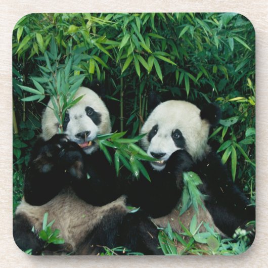 Dessous-de-verre Deux pandas mangeant du bambou ensemble, Wolong (Devant)