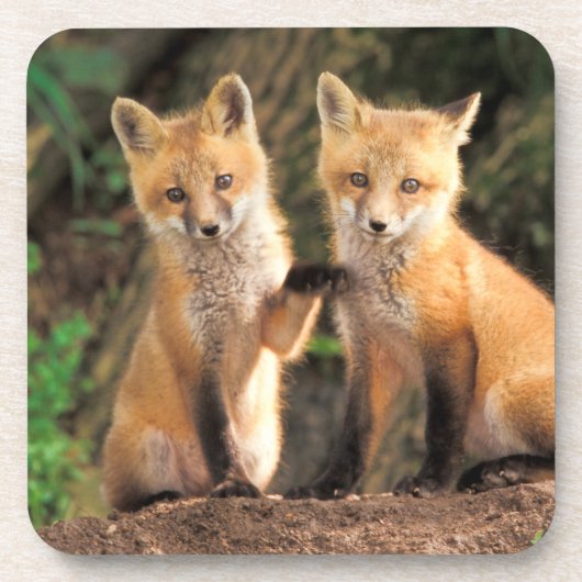 Dessous-de-verre Deux renardeaux rouges devant leur tanière (Devant)