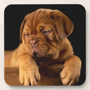 Dessous-de-verre Dogue de Bordeaux - Chien chiot français