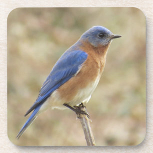 Dessous de verre d'oiseau bleu