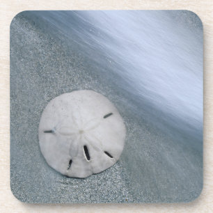 Dessous-de-verre Dollar de sable sur la plage Île de Sanibel, Flo