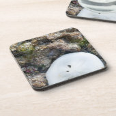 Dessous-de-verre Dollar du sable dans le Fiji Reef à Low Tide (Côté gauche)