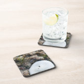 Dessous-de-verre Dollar du sable dans un récif fidjien à basse maré (Côté Droit)