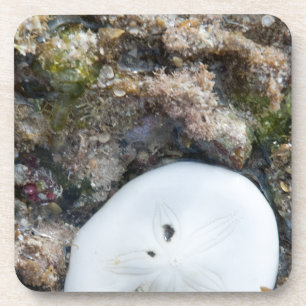 Dessous-de-verre Dollar du sable dans un récif fidjien à basse maré