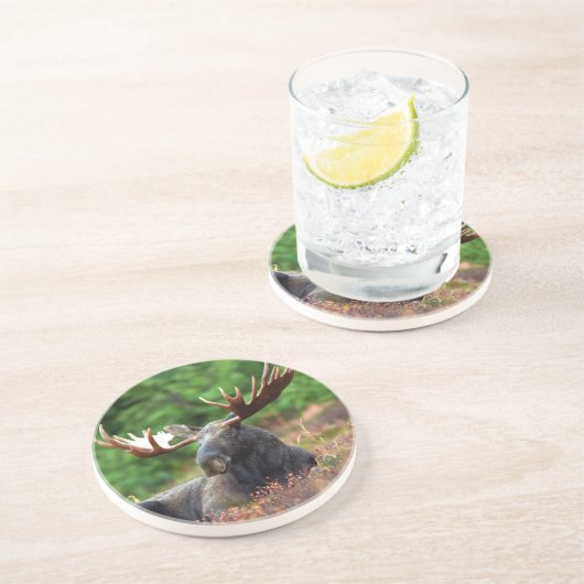 Dessous de verre d'orignal (Côté)