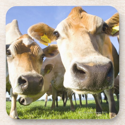 Dessous-de-verre Dorset, R-U (Devant)