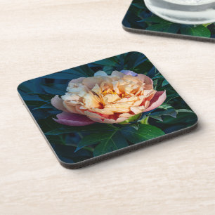 Dessous-de-verre Doux Splendor : Peach Peony, Flower Photography