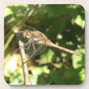 Dessous-de-verre Dragonfly on a Twig Cork Coasters