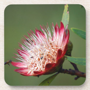 Dessous-de-verre Drakensberg Sugarbush (Protea Dracomontana)