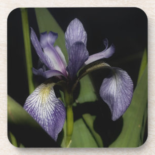 Dessous-de-verre Drapeau bleu Iris Fleur