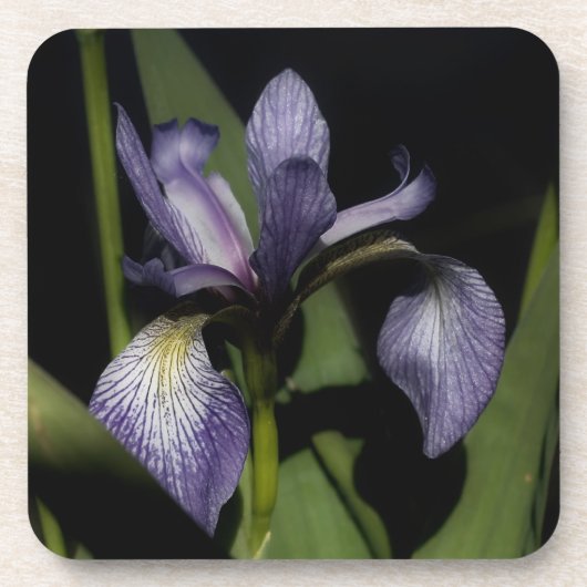 Dessous-de-verre Drapeau bleu Iris Fleur (Devant)