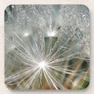 Dessous-de-verre Eau brillante sur un pissenlit blanc