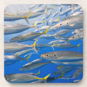 Dessous-de-verre École des coureurs d'arc-en-ciel, mer de Cortez,