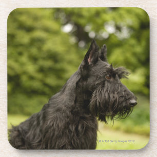 Dessous-de-verre Écossais Terrier