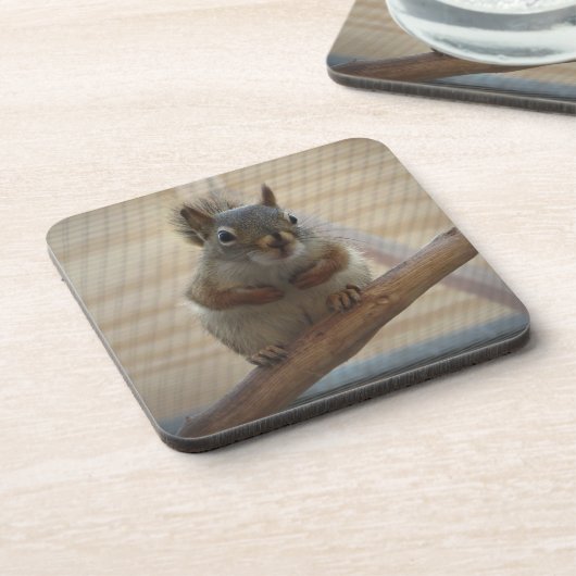 Dessous-de-verre Écureuil mûr à la branche (Côté gauche)