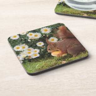 Dessous-de-verre Écureuil roux mignon et pâquerettes