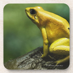 Dessous-de-verre également connu en tant que grenouille d'or de