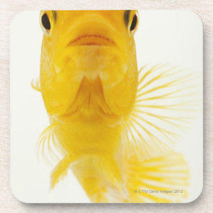 Dessous-de-verre Également connu en tant que poisson rouge