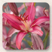 Dessous-de-verre Élégance : Lys Asiatiques Rose, Photo Fleur (Devant)