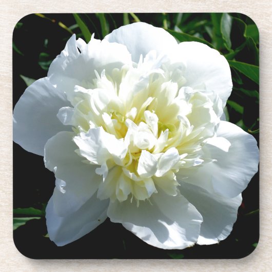 Dessous-de-verre Elégant blanc peony floral blanc photo (Devant)