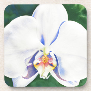 Dessous-de-verre Elégante peinture d'orchidée blanche