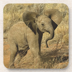 Dessous-de-verre Éléphant d'Afrique bébé, Loxodonta Africana,