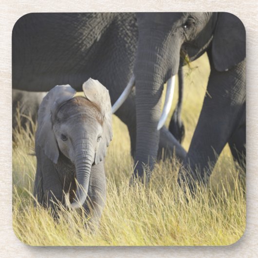 Dessous-de-verre Éléphant de bébé (Devant)