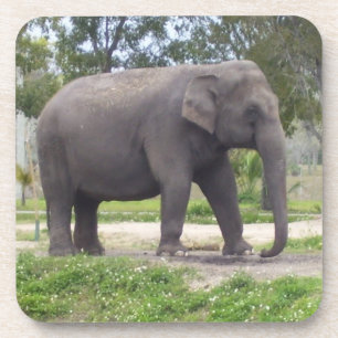 Dessous-de-verre Éléphant sur une promenade de prairie ombragée