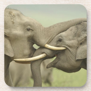 Dessous-de-verre Éléphants asiatiques indiens jouent à la lutte