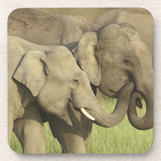 Dessous-de-verre Éléphants d'Asie indiens (Devant)